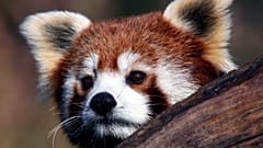 Panda-monium over! Rare Red Panda found and returning to Belfast Zoo 