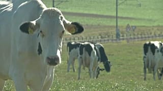 Beteg marhák húsa kerülhetett ki egy lengyel vágóhídról