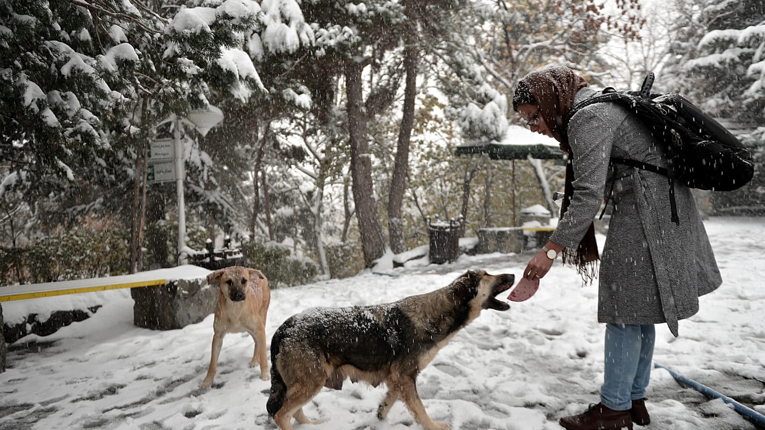 Tahran'da köpek gezdirmek yasaklandı