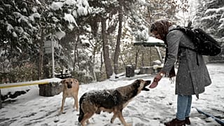 Tahran'da köpek gezdirmek yasaklandı