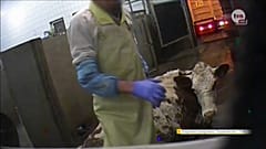 В Польше забивают больных коров