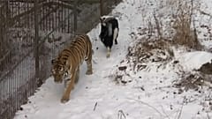 Tiger und Ziege: Freundschafts-Aus?