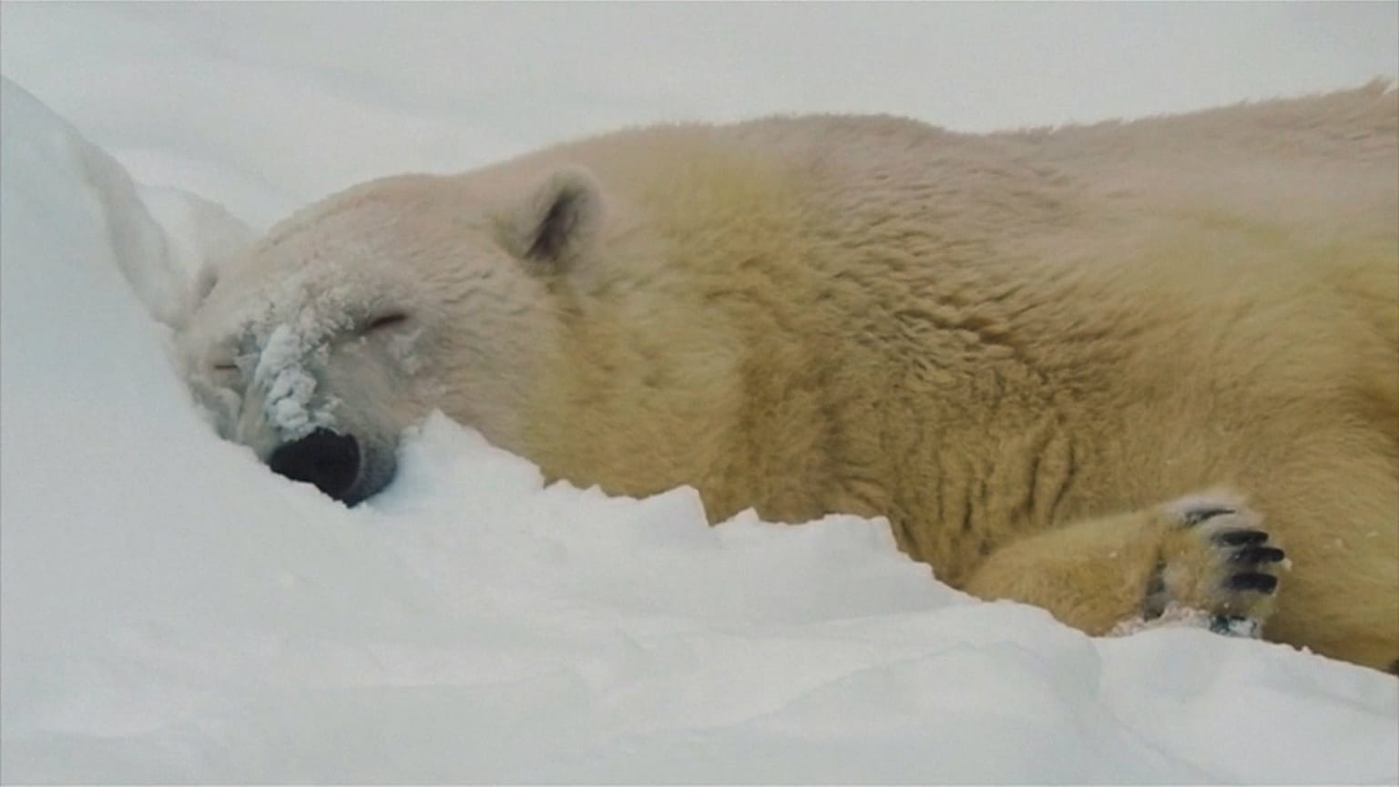 A polar bear at Moscow zoo in January 2019.