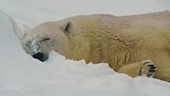 A polar bear at Moscow zoo in January 2019.