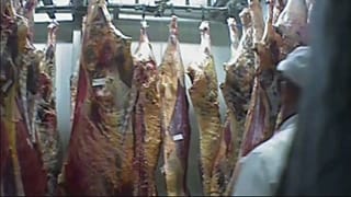 Poland sick cow slaughterhouse: withdrawals of meat exported to EU 'ongoing'