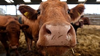 'Trash cows': Farm animals swallow metal and plastic waste