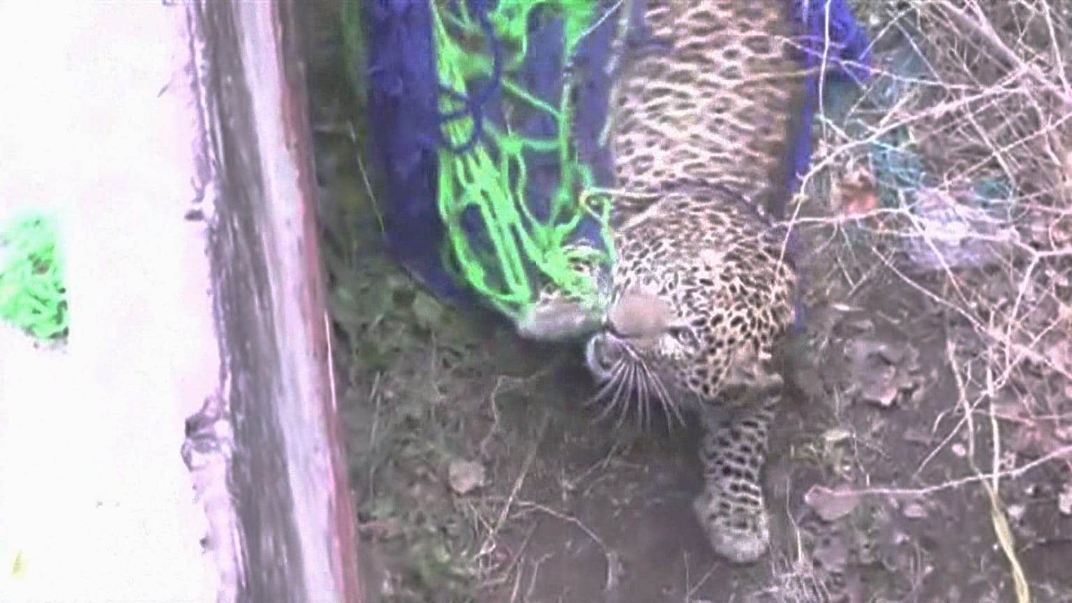 Hindistan'da şehre inen leopar dehşet saçtı: 4 kişi yaralandı