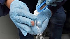 Cerca de 10 toneladas de cocaína apreendidas no Porto da Praia