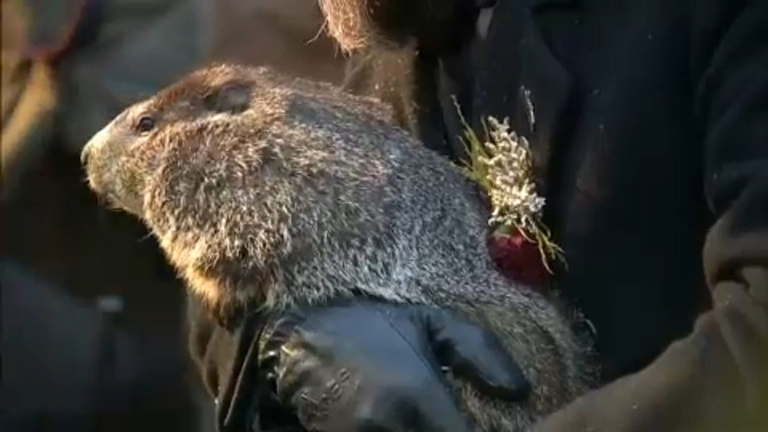 La marmota Phil pronostica una pronta primavera en EE:UU