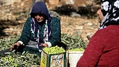 Afrin zeytini İsviçre Parlamentosu'nda: Türkiye kendi markasıyla satıyor, soruşturulsun