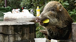 Túl sok a vaddisznó Hongkongban