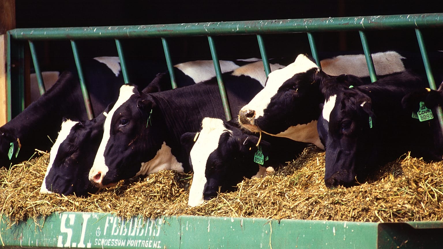 Brexit: Agricultores irlandeses poderão receber ajuda