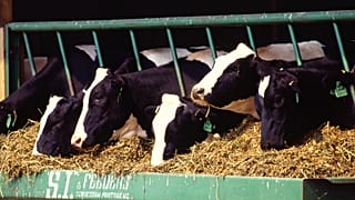 Brexit: Agricultores irlandeses poderão receber ajuda