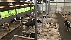 Irish farmers 'receive promise of financial support' from EU in case of no-deal Brexit
