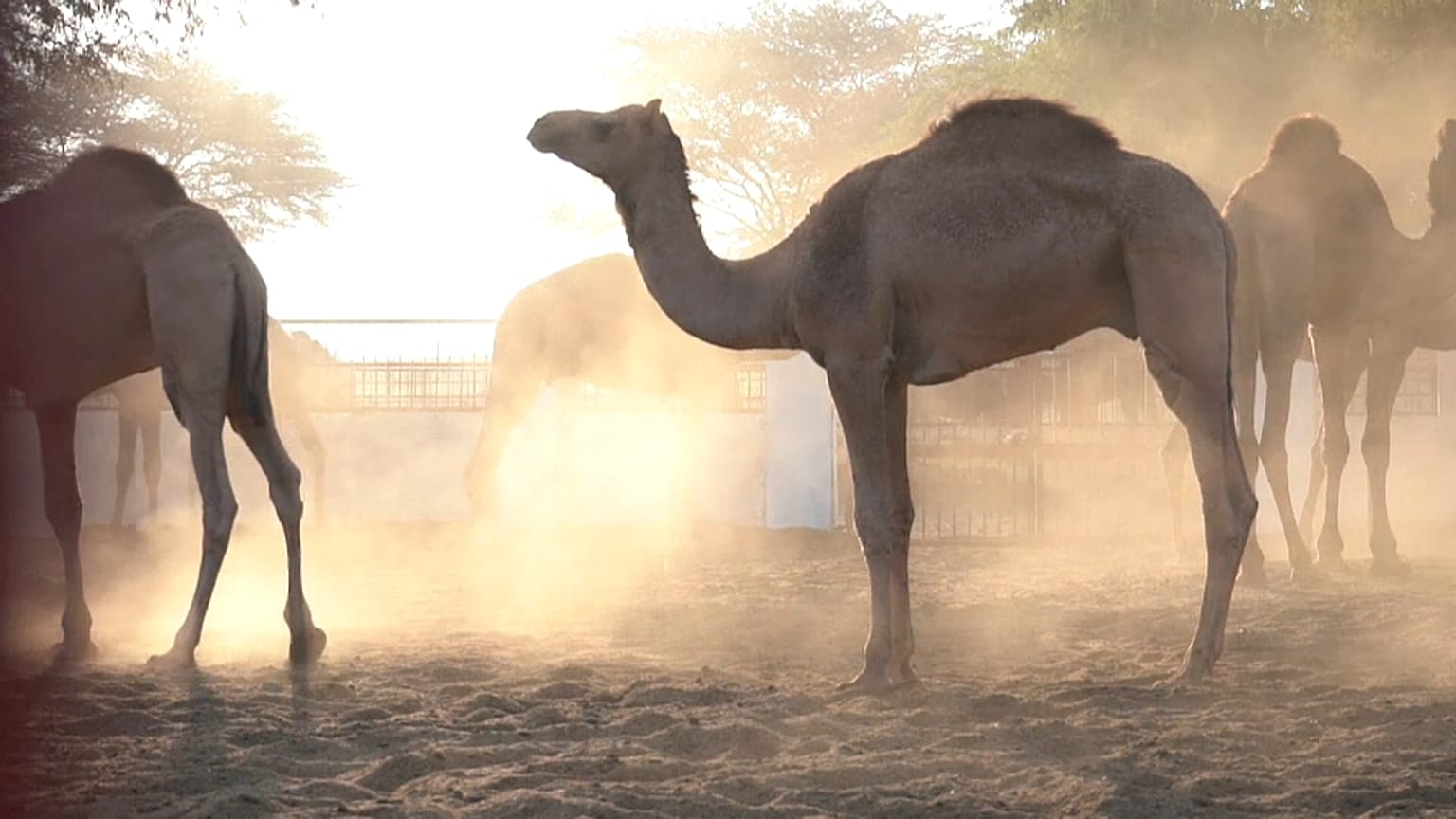 شاهد: كيف سينقذ حليب الإبل ومشتقاته جِمال الهند من الاختفاء؟
