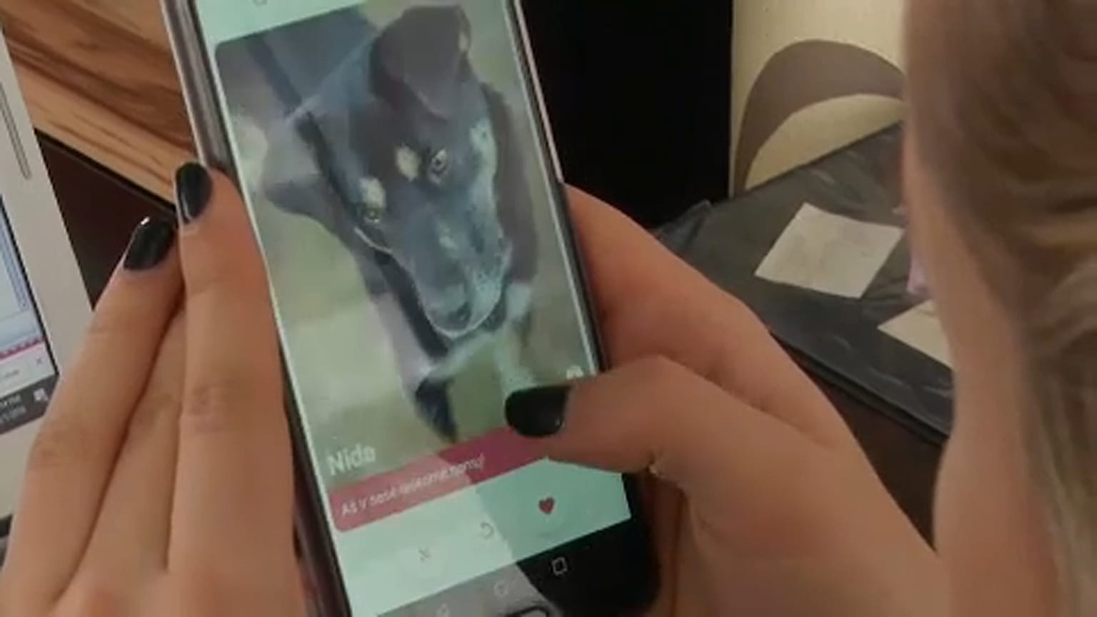 GetPet: Tinder, kutyáknak