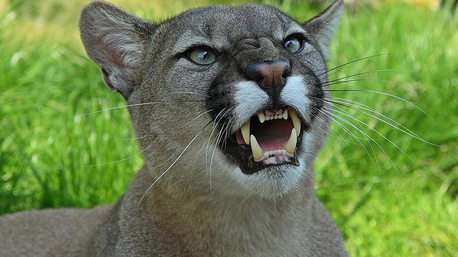 Il tue un puma à mains nues et survit à ses blessures