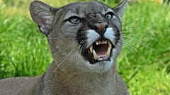 Il tue un puma à mains nues et survit à ses blessures