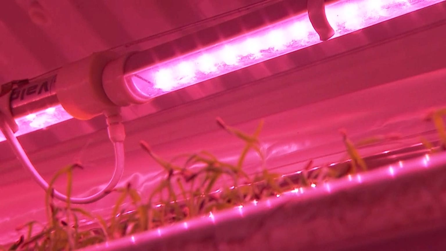 The farm underneath the streets of London