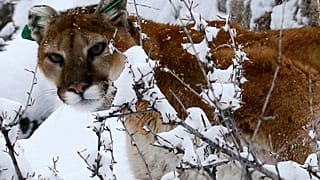 Американец голыми руками одолел напавшую на него пуму