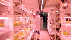 Uma "quinta" ecológica no subsolo de Londres