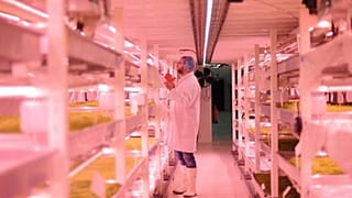 Földalatti farm Londonban