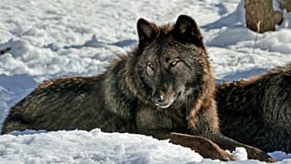 چگونه ترس از گرگها به بحث سیاسی در آلمان بدل شد؟