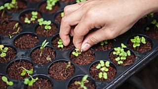 Sustainable farming under the streets of London