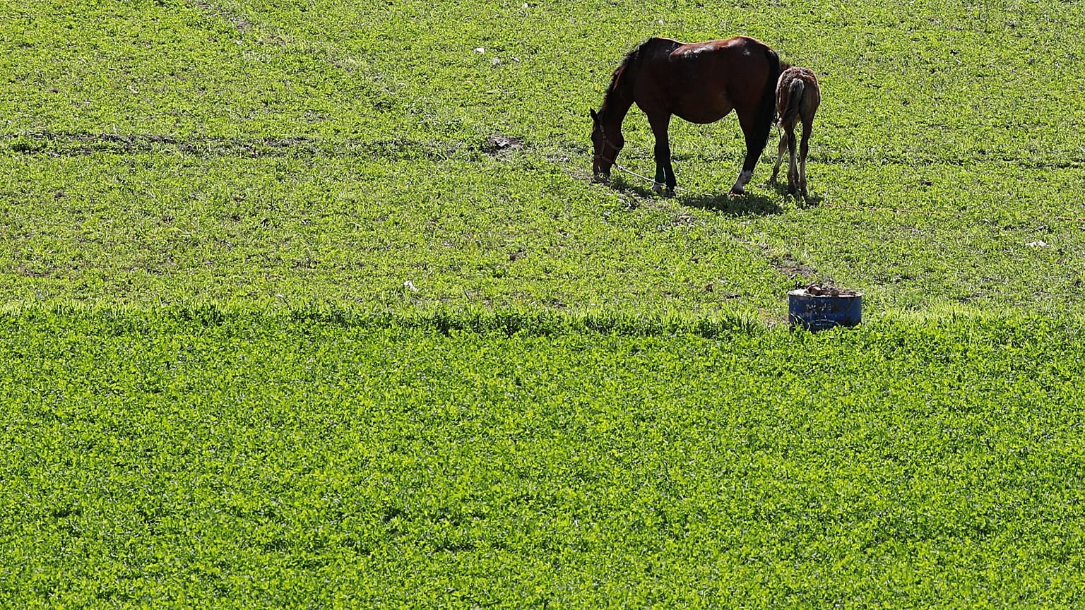 Royaume-Uni : épidémie de grippe équine, toutes les courses annulées