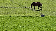 Royaume-Uni : épidémie de grippe équine, toutes les courses annulées