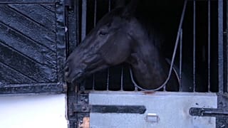 Surto de febre equina no Reino Unido