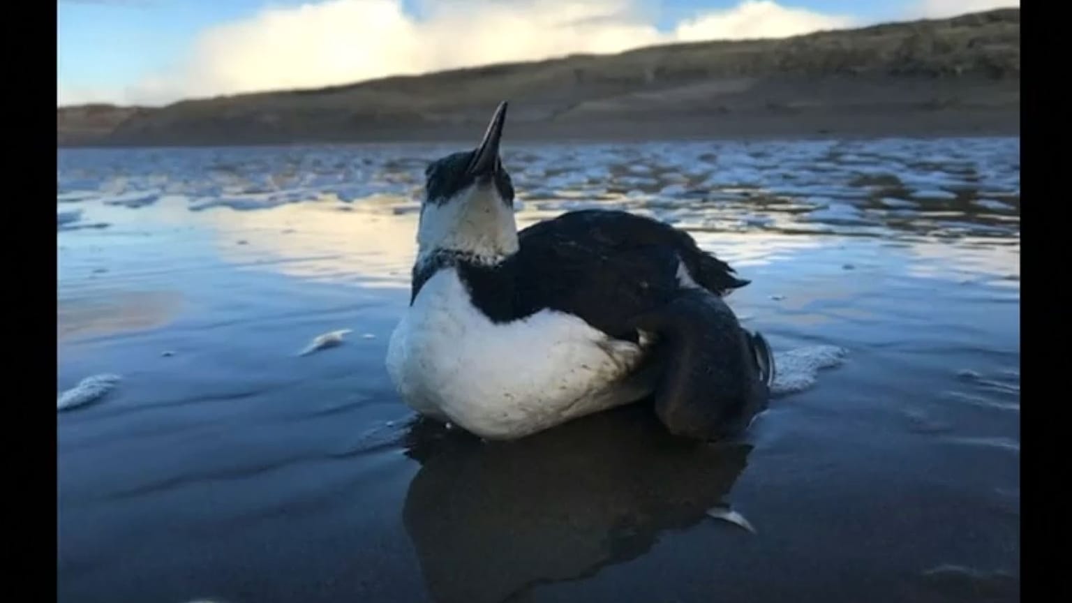 Eine schwache Trottellumme an einem niederländischen Strand.
