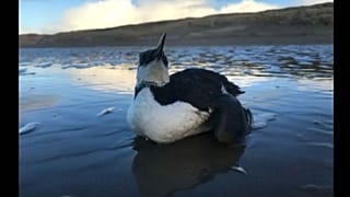 Eine schwache Trottellumme an einem niederländischen Strand.