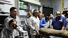 لقاح مصنوعی برای نجات پلنگ ایرانی 