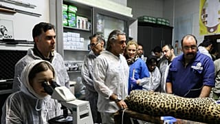 لقاح مصنوعی برای نجات پلنگ ایرانی 