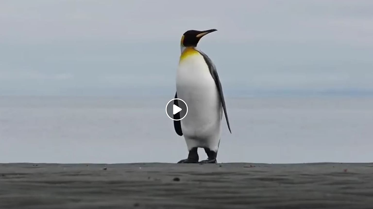 Saadet Partisi Sülün Osman'ın yerine 'Penguenli filmi' yayınladı