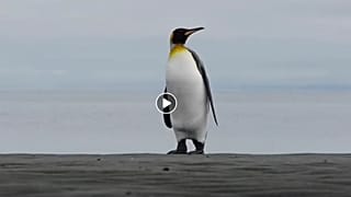 Saadet Partisi Sülün Osman'ın yerine 'Penguenli filmi' yayınladı