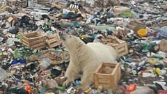 A file photo of a young polar bear in a zoo in Gelsenkirchen, Germany
