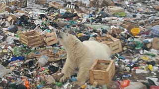 A file photo of a young polar bear in a zoo in Gelsenkirchen, Germany