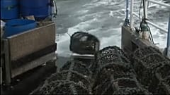 Швеция нарушает рыбные квоты