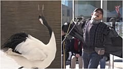Contestants mimic cranes at Japan winter festival