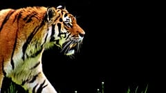 Schock im Zoo: Tigerin Melati totgebissen