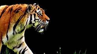 Schock im Zoo: Tigerin Melati totgebissen