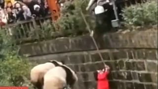 Küçük kız pandaların bulunduğu dev kafese düştü