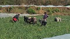 فلسطينيو غزة يحاولون تعويض وقف المساعدات الأمريكية بالمشاريع الصغيرة