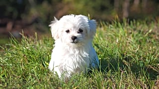 Fransa'da yeni kanun: Havlayan köpeğini susturmayana para cezası