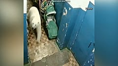 Alarm in der Arktis: Mehr als 50 Eisbären mitten im Ort