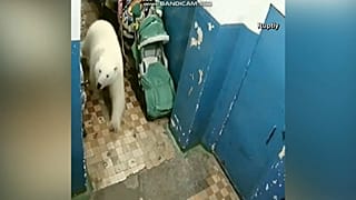 Invasion d'ours polaires dans le grand nord russe