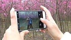 Вишнёвые поля в китайском Ганьчжоу