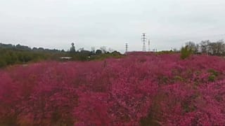 Blooming cherry blossoms create pleasant sea of colours in east China